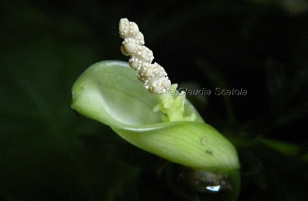 FIORITURA sulla superficie di uno dei miei acquari. Infiorescenza di Anubias barteri var. nana. Fiori maschili.